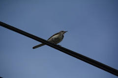 Motacilla capensis capensis