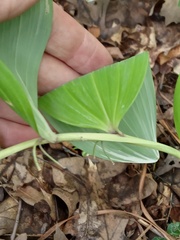 Polygonatum odoratum pluriflorum