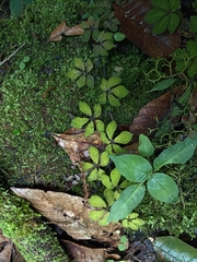 Tetrastigma obtectum