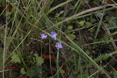 Campanula patula