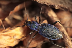 Carabus intricatus