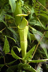 Nepenthes gymnamphora