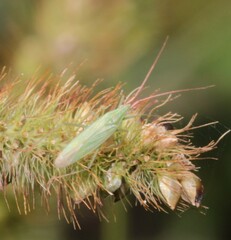Trigonotylus