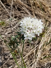 Rhododendron tomentosum