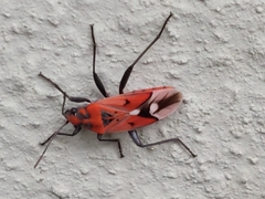 Haemobaphus concinnus