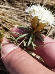 Rhododendron tomentosum