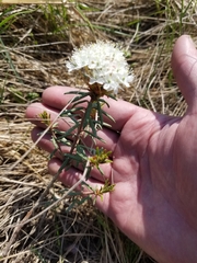 Rhododendron tomentosum