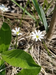 Stellaria longipes