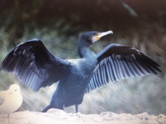 Phalacrocorax carbo