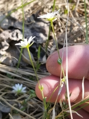 Stellaria longipes