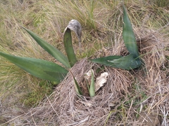 Agave salmiana