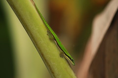 Phelsuma nigristriata