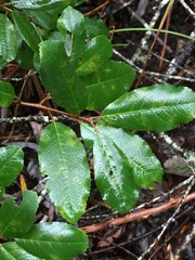 Frangula californica