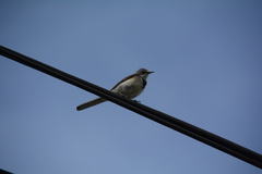 Motacilla capensis capensis
