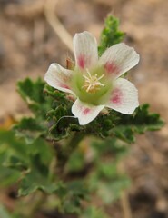 Anisodontea scabrosa