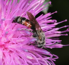 Sphecodogastra