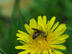 Parasphecodes