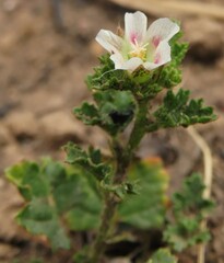 Anisodontea scabrosa