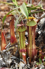 Nepenthes gracilis