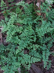 Lindsaea trichomanoides