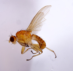 Suillia bicolor