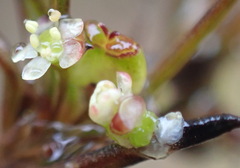 Centella virgata