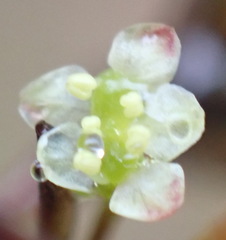 Centella virgata