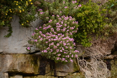 Pelargonium cucullatum cucullatum