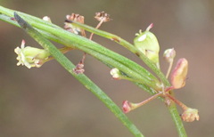 Centella virgata