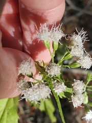 Ageratina