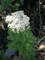 Stevia serrata