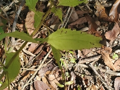 Ageratina