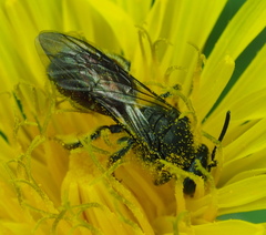 Parasphecodes