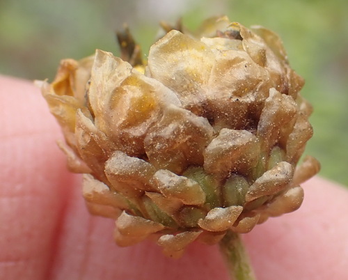 Image of Ursinia scariosa by (c) Nicola van Berkel, some rights reserved (CC BY-SA)