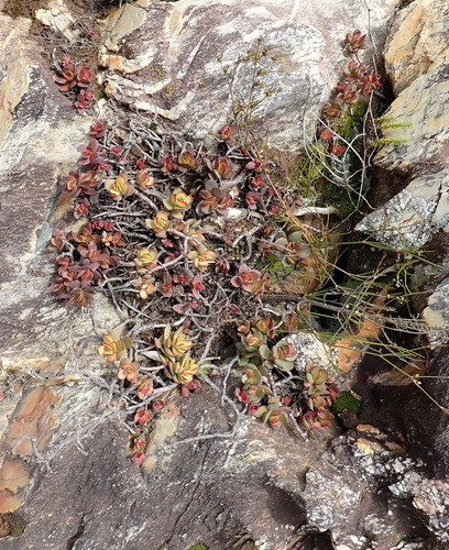 Image of Crassula rubricaulis by (c) Nicola van Berkel, some rights reserved (CC BY-SA)