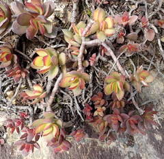 Crassula rubricaulis