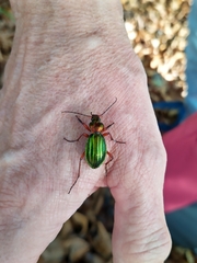 Carabus auronitens