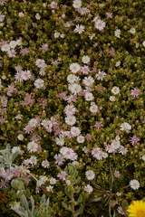 Drosanthemum candens