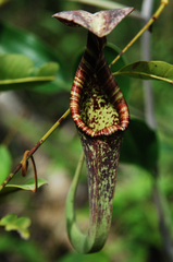 Nepenthes rafflesiana