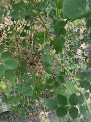 Rosa rubiginosa