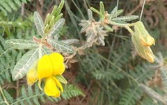 Rhynchosia chrysoscias