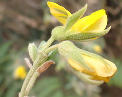 Rhynchosia chrysoscias