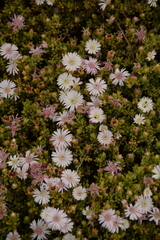 Drosanthemum candens