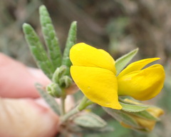 Rhynchosia chrysoscias