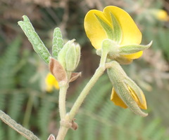 Rhynchosia chrysoscias