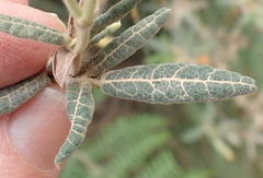 Rhynchosia chrysoscias