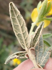 Rhynchosia chrysoscias