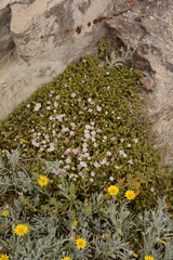 Drosanthemum candens