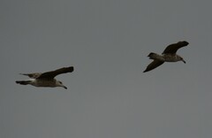Larus dominicanus vetula