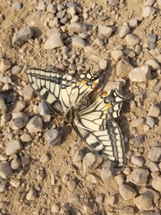 Papilio machaon aliaska